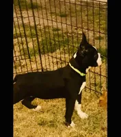 Barkley, a male Boston Terrier for sale in Laurel, MS – Photo 3 of 4