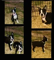 Barkley, a male Boston Terrier for sale in Laurel, MS – Photo 4 of 4