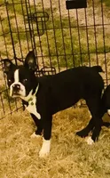Barkley, a male Boston Terrier for sale in Laurel, MS – Photo 1 of 4
