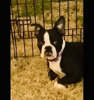 Bingo, a male Boston Terrier for sale in Laurel, MS – Photo 2 of 4