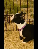 Bingo, a male Boston Terrier for sale in Laurel, MS – Photo 3 of 4