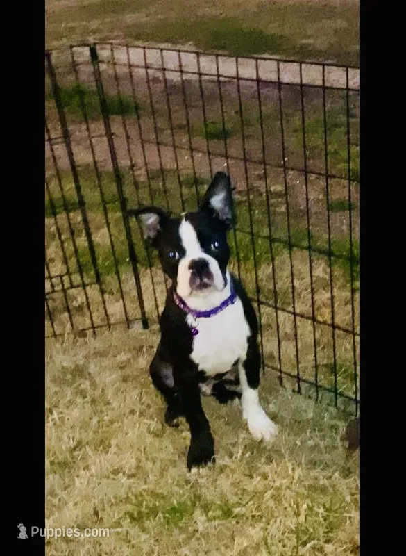 Bingo, a male Boston Terrier for sale in Laurel, MS – Photo 1 of 4