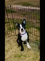 Bingo, a male Boston Terrier for sale in Laurel, MS – Photo 1 of 4
