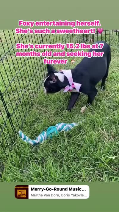 Foxy , a female Boston Terrier for sale in Laurel, MS – 4 of 5