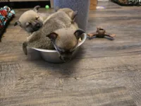 processed/b760aa13-ffd9-432c-b946-50fa06331082/listing/fc420950-cd5e-4189-ba47-d9e42f9d49b6/1b4c516e-260a-49bf-9ee3-e4ad66d6b99b