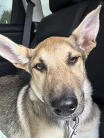 Nala, a female Belgian Malinois and Alaskan Husky for sale in Santa Rosa, CA – 1 of 4