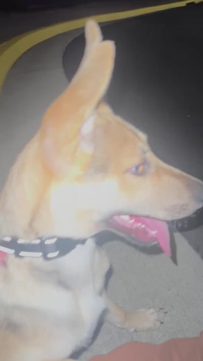 Nala, a female Belgian Malinois and Alaskan Husky for sale in Santa Rosa, CA – 4 of 4