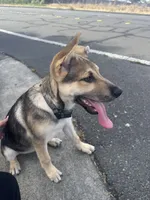 Nala, a female Belgian Malinois and Alaskan Husky for sale in Santa Rosa, CA – 2 of 4