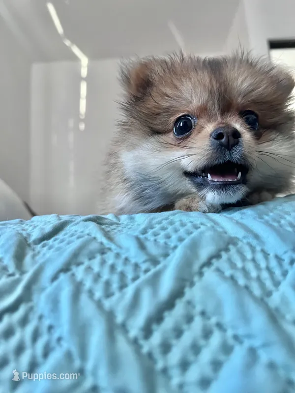 Princess  – Pomeranian puppy for sale in San Diego, CA