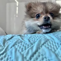 Princess , a female Pomeranian for sale in San Diego, CA – Photo 3 of 7