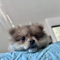 Princess , a female Pomeranian for sale in San Diego, CA – Photo 2 of 7