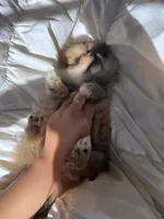 Princess , a female Pomeranian for sale in San Diego, CA – Photo 2 of 5