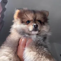 Princess , a female Pomeranian for sale in San Diego, CA – Photo 1 of 7