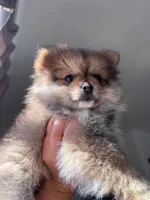 Princess , a female Pomeranian for sale in San Diego, CA – Photo 1 of 5