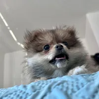 Princess , a female Pomeranian for sale in San Diego, CA – Photo 7 of 7