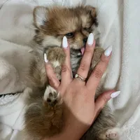 Princess , a female Pomeranian for sale in San Diego, CA – Photo 4 of 7