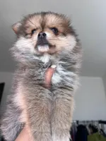 Princess , a female Pomeranian for sale in San Diego, CA – Photo 5 of 5