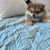 Princess , a female Pomeranian for sale in San Diego, CA – Photo 6 of 7