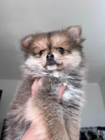 Princess , a female Pomeranian for sale in San Diego, CA – Photo 4 of 5