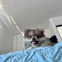 Princess , a female Pomeranian for sale in San Diego, CA – Photo 5 of 7