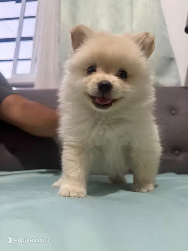 Tobby  – Pomeranian puppy for sale in San Diego, CA