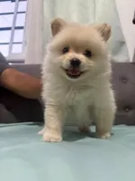 Tobby , a male Pomeranian for sale in Chula Vista, CA – 3 of 4