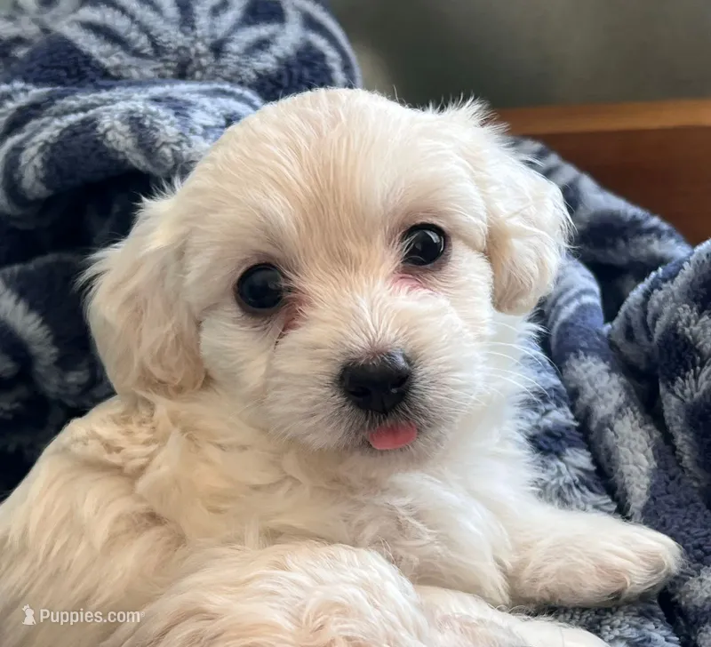 Bella – Maltipoo puppy for sale in San Diego, CA