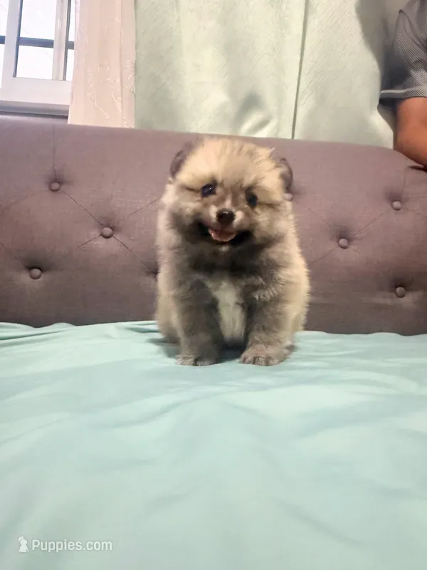 Teddy  – Pomeranian puppy for sale in San Diego, CA