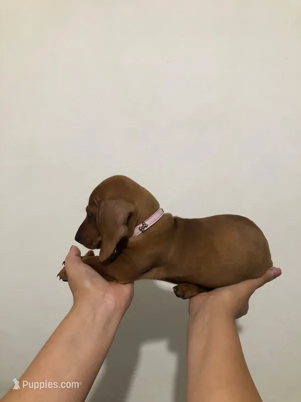 Princess  – Miniature Dachshund puppy for sale in San Diego, CA