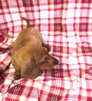 Princess , a female Miniature Dachshund for sale in Chula Vista, CA – 5 of 6