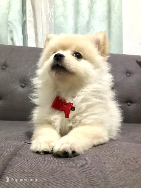 Tobby  – Pomeranian puppy for sale in San Diego, CA