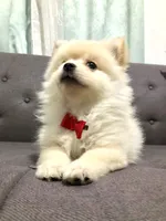 Tobby , a male Pomeranian for sale in Chula Vista, CA – 1 of 4