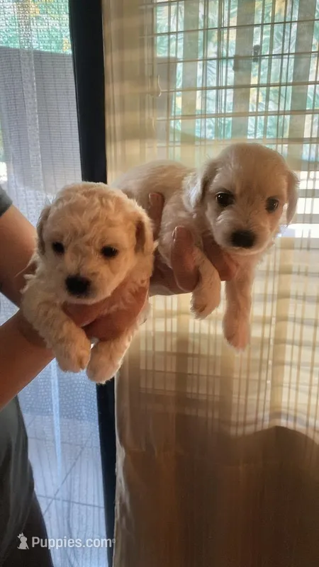 Bella – Maltipoo puppy for sale in San Diego, CA