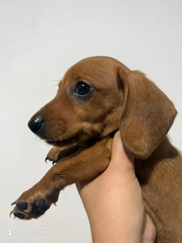 Lucky – Miniature Dachshund puppy for sale in San Diego, CA