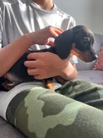 King, a male Miniature Dachshund for sale in San Diego, CA – Photo 6 of 7