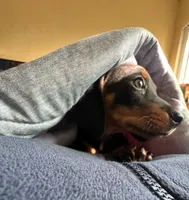 King, a male Miniature Dachshund for sale in San Diego, CA – Photo 7 of 7