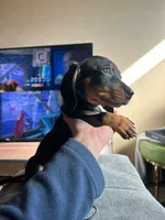 King, a male Miniature Dachshund for sale in San Diego, CA – Photo 3 of 7