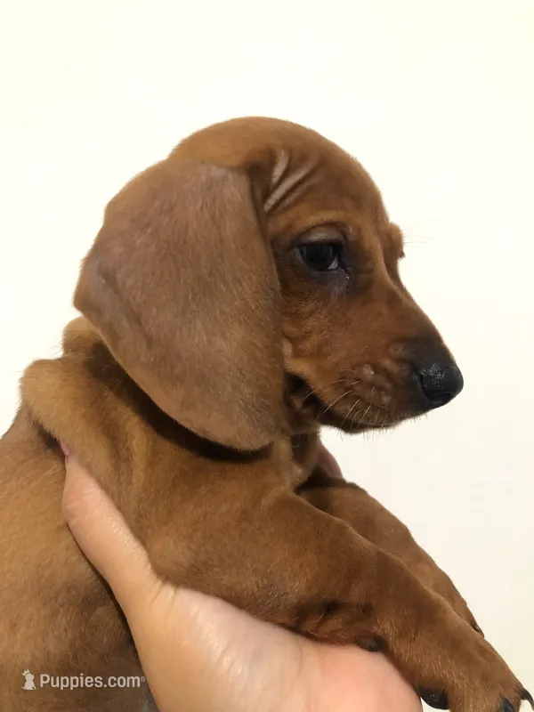 Princess  – Miniature Dachshund puppy for sale in Chula Vista, CA