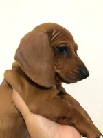 Princess , a female Miniature Dachshund for sale in Chula Vista, CA – 4 of 5