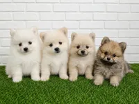 king, a male Pomeranian for sale in San Diego, CA – 2 of 2