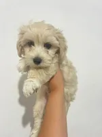 Lucky, a male Maltipoo for sale in San Diego, CA – 3 of 4