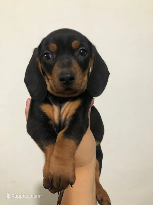 king – Miniature Dachshund puppy for sale in San Diego, CA