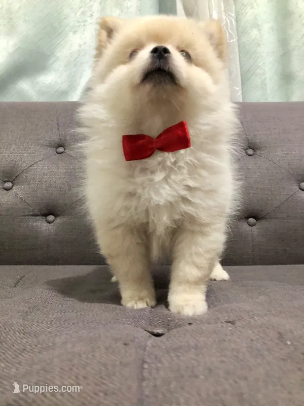 Tobby – Pomeranian puppy for sale in Chula Vista, CA