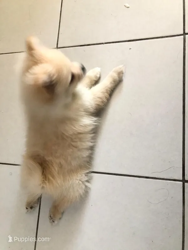 Tobby  – Pomeranian puppy for sale in Chula Vista, CA