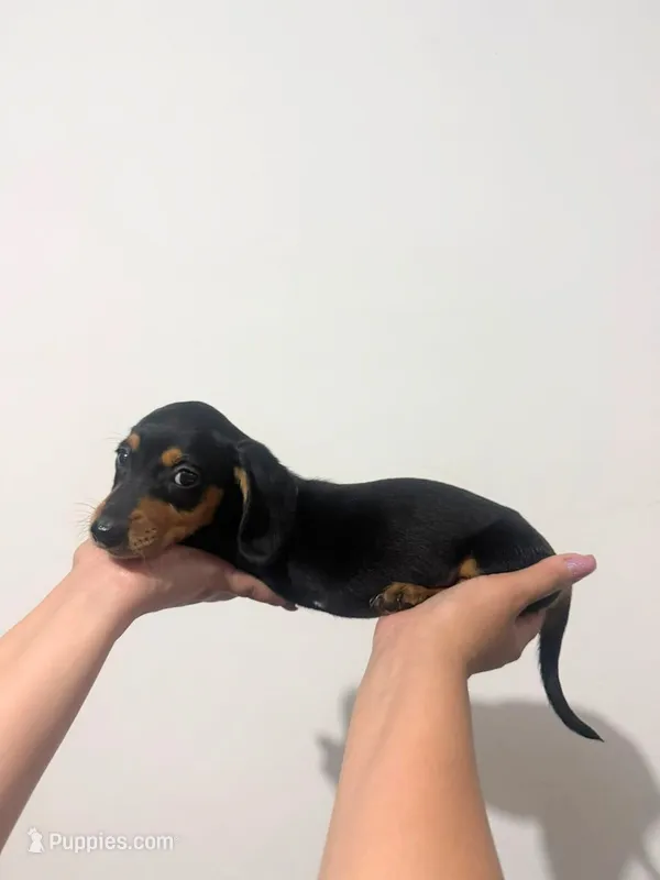 king – Miniature Dachshund puppy for sale in San Diego, CA