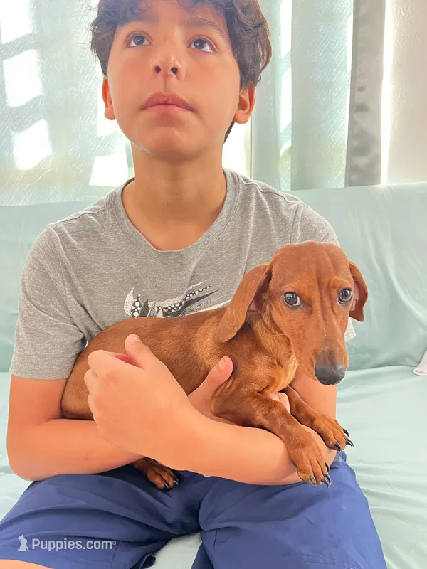 Princess – Miniature Dachshund puppy for sale in Chula Vista, CA