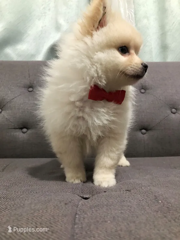 Tobby  – Pomeranian puppy for sale in San Diego, CA