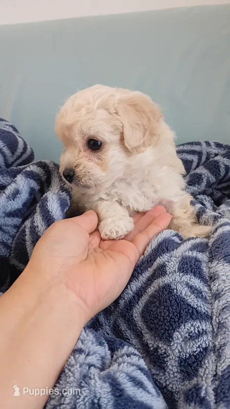 Lucky – Maltipoo puppy for sale in San Diego, CA