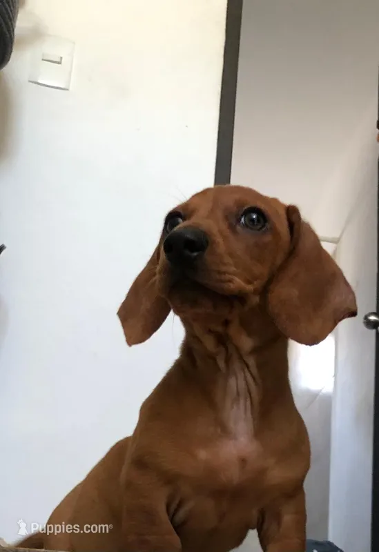 Princess  – Miniature Dachshund puppy for sale in Chula Vista, CA