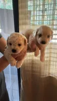 Lucky, a male Maltipoo for sale in San Diego, CA – 1 of 1